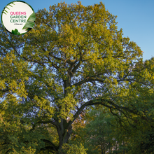 Load image into Gallery viewer, Alt text: Quercus robur, the English Oak Tree, known for its stately presence and deeply lobed green leaves. This deciduous tree is a symbol of strength and longevity, adding a touch of natural grandeur to landscapes. It is a cherished species with cultural significance and ecological value.