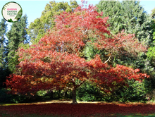 Load image into Gallery viewer, "A majestic image of the Quercus rubra plant, commonly known as the Northern Red Oak. This deciduous tree features a symmetrical and broad canopy with deeply lobed, vibrant green leaves. In this visual, the tree's foliage creates a lush and dense crown. Northern Red Oak is celebrated for its impressive size, ornamental value, and its leaves that turn a brilliant red in the fall. The image captures the regal stature and vibrant greenery of Quercus rubra,