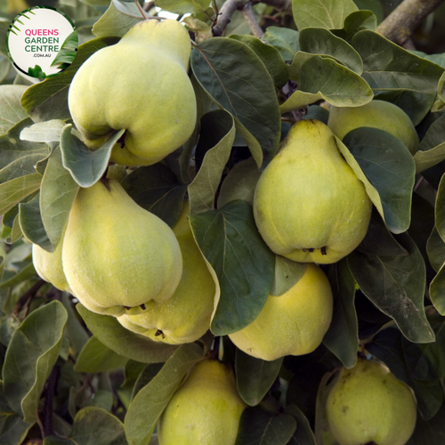 Alt text: Champion Quince (Cydonia oblonga) is a deciduous fruit tree known for its fragrant flowers and edible fruits. It has a spreading growth habit with glossy green leaves. The fruits are golden-yellow and aromatic, often used in cooking and preserves.