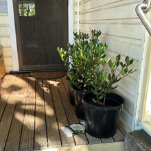 Load image into Gallery viewer, Simple: Close-up of a Rhaphiolepis 'Intermedia' flower.
More Detail: Close-up of the white flowers and glossy leaves of a Rhaphiolepis 'Intermedia' plant.
Focus on Texture: Close-up showing the texture of Rhaphiolepis 'Intermedia' leaves and blossoms.