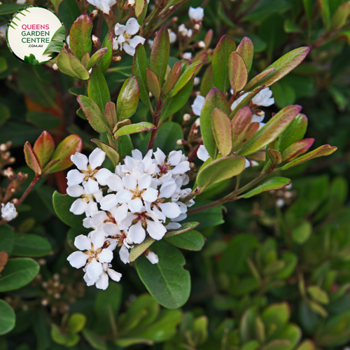 "A beautiful view of the Rhaphiolepis 'Snow Maiden' plant, highlighting its ornamental features. This evergreen shrub displays dark green, leathery leaves and is adorned with clusters of small, pure white flowers. The compact and mounding growth habit creates an elegant and dense form. 'Snow Maiden' is a cultivar of Rhaphiolepis, cherished for its versatility and attractive foliage.