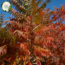 Load image into Gallery viewer, Close-up of a Rhus typhina (Staghorn Sumac 'IMP') plant. The image features a vibrant cluster of deep red, cone-shaped fruit spikes, covered in fine, velvety hairs. These fruit spikes emerge from the ends of slender, reddish-brown stems. Surrounding the fruit are large, pinnately compound leaves, each consisting of several narrow, lance-shaped leaflets with serrated edges and a rich green color.