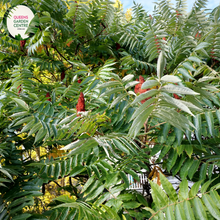 Load image into Gallery viewer, Close-up of a Rhus typhina (Staghorn Sumac 'IMP') plant. The image features a vibrant cluster of deep red, cone-shaped fruit spikes, covered in fine, velvety hairs. These fruit spikes emerge from the ends of slender, reddish-brown stems. Surrounding the fruit are large, pinnately compound leaves, each consisting of several narrow, lance-shaped leaflets with serrated edges and a rich green color.