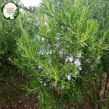 Load image into Gallery viewer, Close-up of a Rosmarinus officinalis 'Blue Lagoon' plant. The image showcases slender, needle-like leaves with a dark green color and a slightly curved shape. The leaves have a textured surface with fine, silvery-white hairs on the underside, giving them a soft, almost fuzzy appearance. Small clusters of vibrant blue-purple flowers emerge from the leaf axils, each flower having delicate petals and a tubular shape.