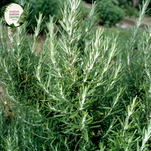 Load image into Gallery viewer, Close-up of a Rosmarinus officinalis 'Blue Lagoon' plant. The image showcases slender, needle-like leaves with a dark green color and a slightly curved shape. The leaves have a textured surface with fine, silvery-white hairs on the underside, giving them a soft, almost fuzzy appearance. Small clusters of vibrant blue-purple flowers emerge from the leaf axils, each flower having delicate petals and a tubular shape.