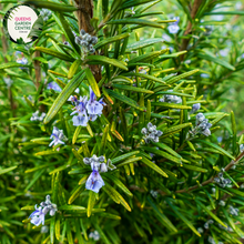 Load image into Gallery viewer, Close-up of a Rosmarinus officinalis 'Blue Lagoon' plant. The image showcases slender, needle-like leaves with a dark green color and a slightly curved shape. The leaves have a textured surface with fine, silvery-white hairs on the underside, giving them a soft, almost fuzzy appearance. Small clusters of vibrant blue-purple flowers emerge from the leaf axils, each flower having delicate petals and a tubular shape.