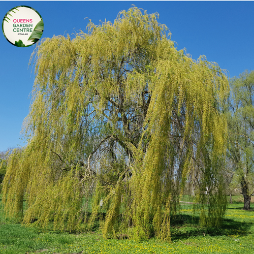 Alt text: Salix babylonica, commonly known as the Weeping Willow, featuring graceful, pendulous branches that sweep downward. This deciduous tree is characterized by narrow, lance-shaped leaves and a weeping form, creating a serene and elegant appearance. Often planted near water bodies, it adds a picturesque element to landscapes and gardens.