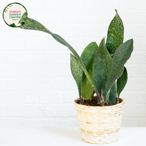 Alt text: Sansevieria masoniana, commonly known as Mason's Congo or whale fin snake plant, is a species of flowering plant native to Africa. It is characterized by its large, paddle-shaped leaves with mottled patterns and wavy edges. This indoor plant is popular for its unique appearance and low maintenance requirements.