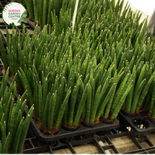Load image into Gallery viewer, Alt text: Sansevieria stuckyi, also known as the Kenya Hyacinth, is a succulent plant native to East Africa. It features long, slender leaves arranged in a rosette formation. The leaves are typically dark green with light bands or mottled patterns. This plant is prized for its striking appearance and is commonly grown as a houseplant for its low maintenance and air-purifying properties.