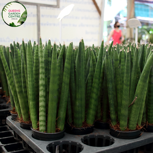 Alt text: Sansevieria stuckyi, also known as the Kenya Hyacinth, is a succulent plant native to East Africa. It features long, slender leaves arranged in a rosette formation. The leaves are typically dark green with light bands or mottled patterns. This plant is prized for its striking appearance and is commonly grown as a houseplant for its low maintenance and air-purifying properties.