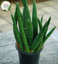 Load image into Gallery viewer, Alt text: Sansevieria stuckyi, also known as the Kenya Hyacinth, is a succulent plant native to East Africa. It features long, slender leaves arranged in a rosette formation. The leaves are typically dark green with light bands or mottled patterns. This plant is prized for its striking appearance and is commonly grown as a houseplant for its low maintenance and air-purifying properties.