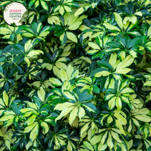 Load image into Gallery viewer, Alt text: Schefflera arboricola 'Jacqueline', also known as dwarf umbrella tree, is a tropical plant with glossy, palmately compound leaves. Its variegated foliage features shades of green and cream, adding visual interest to indoor spaces. The plant typically grows in an upright, bushy form and is popular for its low maintenance and air-purifying qualities.