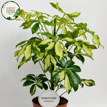 Load image into Gallery viewer, Alt text: Schefflera arboricola 'Jacqueline', also known as dwarf umbrella tree, is a tropical plant with glossy, palmately compound leaves. Its variegated foliage features shades of green and cream, adding visual interest to indoor spaces. The plant typically grows in an upright, bushy form and is popular for its low maintenance and air-purifying qualities.