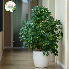 Load image into Gallery viewer, Alt text: Schefflera arboricola 'Jacqueline', also known as dwarf umbrella tree, is a tropical plant with glossy, palmately compound leaves. Its variegated foliage features shades of green and cream, adding visual interest to indoor spaces. The plant typically grows in an upright, bushy form and is popular for its low maintenance and air-purifying qualities.