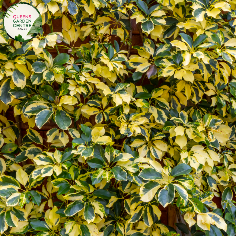 schefflera arboricola cultivar Buy Schefflera Arboricola Madame De Smet Online in Australia – Queens  Garden Centre