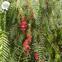 Load image into Gallery viewer, Alt text: Schinus areira, commonly known as Peppercorn or Pepper Tree, showcasing feathery foliage and clusters of small, pinkish-red berries. This evergreen tree adds a touch of greenery and uniqueness to landscapes, appreciated for its aromatic leaves and ornamental berries.