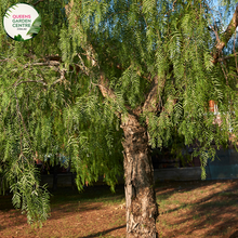 Load image into Gallery viewer, Alt text: Schinus areira, commonly known as Peppercorn or Pepper Tree, showcasing feathery foliage and clusters of small, pinkish-red berries. This evergreen tree adds a touch of greenery and uniqueness to landscapes, appreciated for its aromatic leaves and ornamental berries.