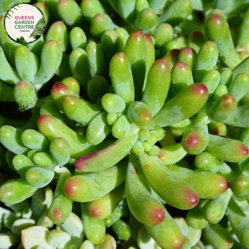 Alt text: Sedum pachyphyllum 'Rose Blue' is a succulent plant with plump, blue-green leaves arranged in a rosette shape. Its chubby, jelly bean-like foliage exhibits a pinkish hue at the tips, adding a pop of color to any garden or container arrangement.