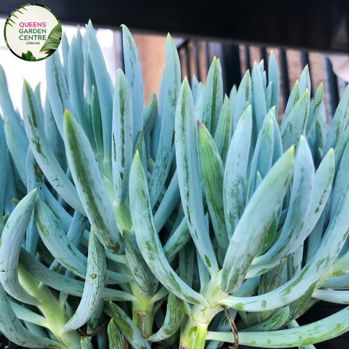 Alt text: Senecio mandraliscae, commonly known as Blue Chalksticks, is a drought-tolerant succulent with slender, cylindrical, powdery blue leaves. Its architectural form and striking color make it an excellent choice for rock gardens, borders, or container plantings.