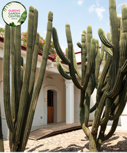 Load image into Gallery viewer, Alt text: Stenocereus thurberi, also known as Organ Pipe Cactus or Lemaireocereus, is a columnar cactus native to the Sonoran Desert. It features multiple upright stems with numerous ribbed sections and clusters of small white flowers blooming near the tips. This plant is a striking addition to desert landscapes and xeriscapes.