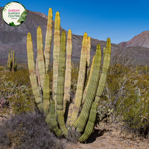 Alt text: Stenocereus thurberi, also known as Organ Pipe Cactus or Lemaireocereus, is a columnar cactus native to the Sonoran Desert. It features multiple upright stems with numerous ribbed sections and clusters of small white flowers blooming near the tips. This plant is a striking addition to desert landscapes and xeriscapes.