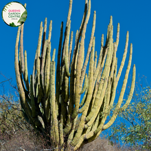Load image into Gallery viewer, Alt text: Stenocereus thurberi, also known as Organ Pipe Cactus or Lemaireocereus, is a columnar cactus native to the Sonoran Desert. It features multiple upright stems with numerous ribbed sections and clusters of small white flowers blooming near the tips. This plant is a striking addition to desert landscapes and xeriscapes.