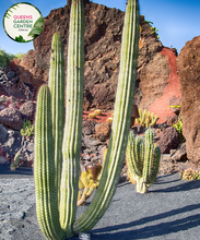 Load image into Gallery viewer, Alt text: Stenocereus thurberi, also known as Organ Pipe Cactus or Lemaireocereus, is a columnar cactus native to the Sonoran Desert. It features multiple upright stems with numerous ribbed sections and clusters of small white flowers blooming near the tips. This plant is a striking addition to desert landscapes and xeriscapes.