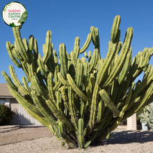 Load image into Gallery viewer, Alt text: Stetsonia coryne, commonly known as the Toothpick Cactus, is a tall, columnar cactus species native to South America. Its slender, ribbed stems resemble toothpicks, giving it its name. This drought-tolerant plant produces white flowers and is well-suited for arid landscapes and xeriscaping.