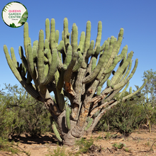 Load image into Gallery viewer, Alt text: Stetsonia coryne, commonly known as the Toothpick Cactus, is a tall, columnar cactus species native to South America. Its slender, ribbed stems resemble toothpicks, giving it its name. This drought-tolerant plant produces white flowers and is well-suited for arid landscapes and xeriscaping.
