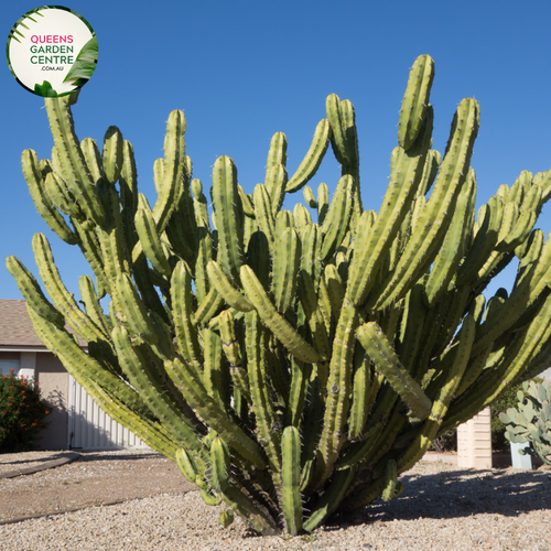 Alt text: Stetsonia coryne, commonly known as the Toothpick Cactus, is a tall, columnar cactus species native to South America. Its slender, ribbed stems resemble toothpicks, giving it its name. This drought-tolerant plant produces white flowers and is well-suited for arid landscapes and xeriscaping.