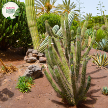 Load image into Gallery viewer, Alt text: Stetsonia coryne, commonly known as the Toothpick Cactus, is a tall, columnar cactus species native to South America. Its slender, ribbed stems resemble toothpicks, giving it its name. This drought-tolerant plant produces white flowers and is well-suited for arid landscapes and xeriscaping.