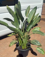 Load image into Gallery viewer, Strelitzia reginae Multi planted