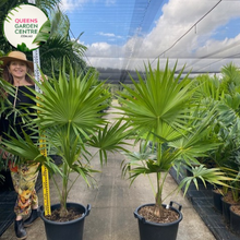Load image into Gallery viewer, Alt text: Thrinax radiata, commonly known as the Florida thatch palm or silver thatch palm, is a slow-growing palm native to Florida, the Caribbean, and Central America. It features a slender trunk covered in persistent leaf bases and a crown of gracefully arching, fan-shaped leaves. The leaves have a silver-green coloration, giving the plant its distinctive appearance. The Thrinax radiata is often used as an ornamental plant in tropical and subtropical landscapes.