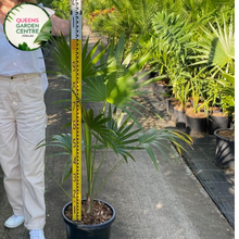 Load image into Gallery viewer, Alt text: Thrinax radiata, commonly known as the Florida thatch palm or silver thatch palm, is a slow-growing palm native to Florida, the Caribbean, and Central America. It features a slender trunk covered in persistent leaf bases and a crown of gracefully arching, fan-shaped leaves. The leaves have a silver-green coloration, giving the plant its distinctive appearance. The Thrinax radiata is often used as an ornamental plant in tropical and subtropical landscapes.