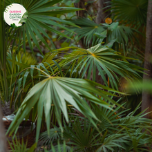 Load image into Gallery viewer, Alt text: Thrinax radiata, commonly known as the Florida thatch palm or silver thatch palm, is a slow-growing palm native to Florida, the Caribbean, and Central America. It features a slender trunk covered in persistent leaf bases and a crown of gracefully arching, fan-shaped leaves. The leaves have a silver-green coloration, giving the plant its distinctive appearance. The Thrinax radiata is often used as an ornamental plant in tropical and subtropical landscapes.