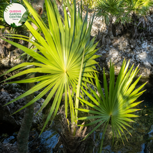 Load image into Gallery viewer, Alt text: Thrinax radiata, commonly known as the Florida thatch palm or silver thatch palm, is a slow-growing palm native to Florida, the Caribbean, and Central America. It features a slender trunk covered in persistent leaf bases and a crown of gracefully arching, fan-shaped leaves. The leaves have a silver-green coloration, giving the plant its distinctive appearance. The Thrinax radiata is often used as an ornamental plant in tropical and subtropical landscapes.
