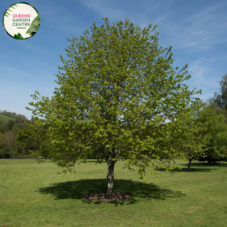 Buy Tilia Cordata Small Leaf Lynden Tree Online In Australia – Queens 