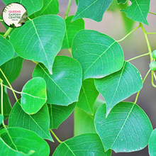 Load image into Gallery viewer, Close-up of a Triadica sebifera (syn. Sapium sebiferum) Chinese Tallow plant. The image showcases vibrant, heart-shaped leaves with serrated edges and a glossy, deep green surface. Each leaf is arranged alternately along the branches, creating a lush and dense foliage.