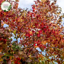 Load image into Gallery viewer, Close-up of a Triadica sebifera (syn. Sapium sebiferum) Chinese Tallow plant. The image showcases vibrant, heart-shaped leaves with serrated edges and a glossy, deep green surface. Each leaf is arranged alternately along the branches, creating a lush and dense foliage.