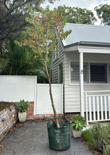 Load image into Gallery viewer, Close-up of a Triadica sebifera (syn. Sapium sebiferum) Chinese Tallow plant. The image showcases vibrant, heart-shaped leaves with serrated edges and a glossy, deep green surface. Each leaf is arranged alternately along the branches, creating a lush and dense foliage.