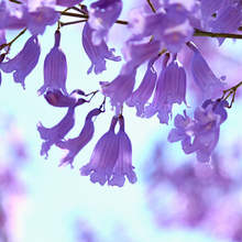 Load image into Gallery viewer, Jacaranda Mimosifolia