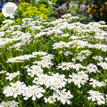 Load image into Gallery viewer, Close-up of an Iberis sempervirens (Candytuft) plant. The image features clusters of small, pure white flowers with four petals each, forming dense, flat-topped inflorescences. The petals are smooth and slightly rounded, creating a delicate, lacy appearance. The flowers are set against dark green, narrow, lance-shaped leaves with a glossy surface and smooth edges.