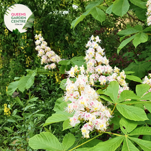 Load image into Gallery viewer, Close-up of Aesculus hippocastanum IMP leaves and flower clusters, highlighting the vibrant white blossoms with yellow and pink accents, and the large, palmate leaves that showcase the plant's lush greenery