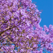 Load image into Gallery viewer, Jacaranda Mimosifolia