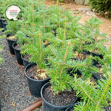 Load image into Gallery viewer, Close-up of an Abies nordmanniana (Nordmann Fir) plant. The image features dense clusters of glossy, dark green needles arranged in a spiral around the branch. Each needle is flat, with a rounded tip and a smooth, shiny surface, featuring two distinct white bands on the underside. The needles are densely packed, giving a lush, soft texture.