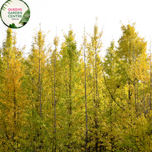 Load image into Gallery viewer, Close-up of Gingko Biloba plant with fan-shaped leaves and vibrant green coloration.