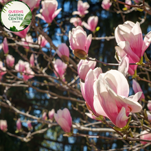 Load image into Gallery viewer, Magnolia "Black Tulip" PBR