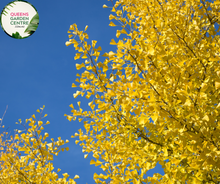 Load image into Gallery viewer, Ginkgo Biloba Maidenhair Tree Pleached
