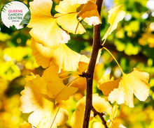 Load image into Gallery viewer, Close-up of Gingko Biloba plant with fan-shaped leaves and vibrant green coloration.