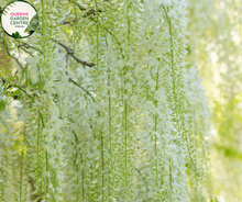 Load image into Gallery viewer, Wisteria Sinensis Alba tree